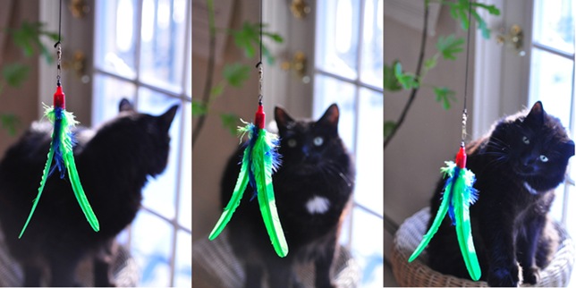 cat_exerciseLR