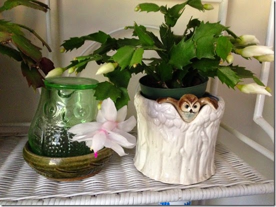 white Christmas Cactus white Christmas Cactus