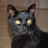 gatti