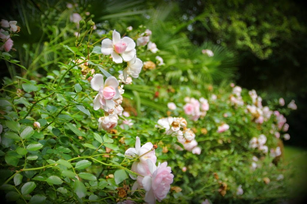 [IMG_6320%255B3%255D.jpg]