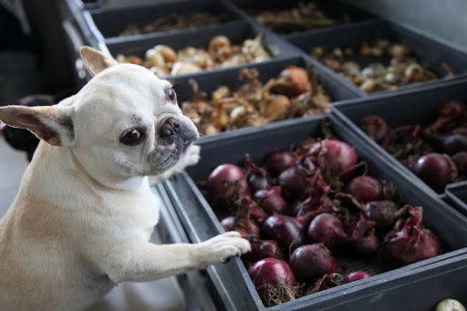Curing is a form of food preservation.  By curing this crop, they will keep for a lot longer than uncured crops.