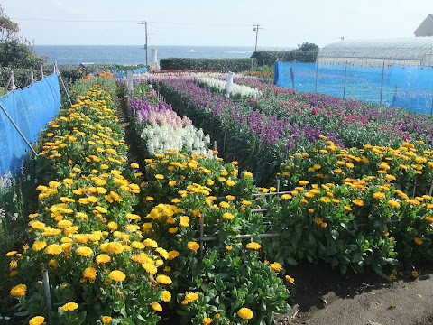 房総フラワーロード沿いの花つみ屋？<br>道の駅 ちくら・潮風王国の脇に花つみやがいっぱい並んでたんだが、あれは単に花売ってるんだろうか？