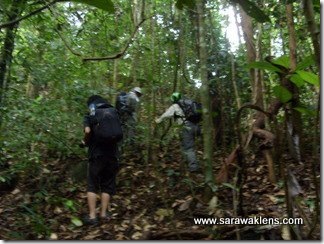 jungle_walk_sarawak