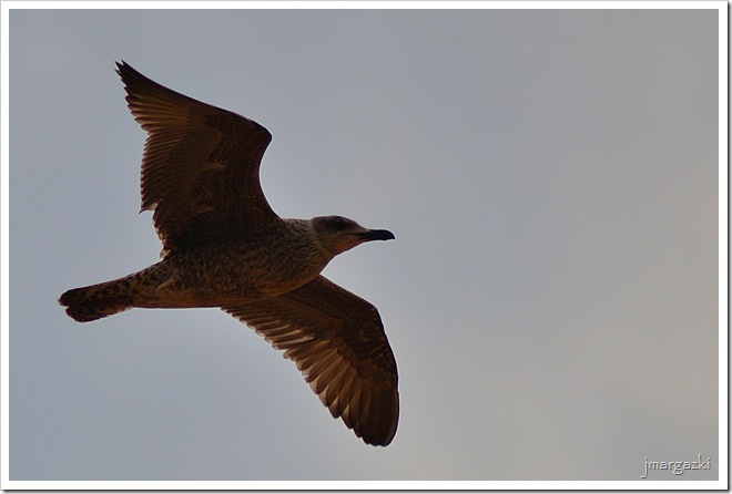 DSC_5370 DSC_5370