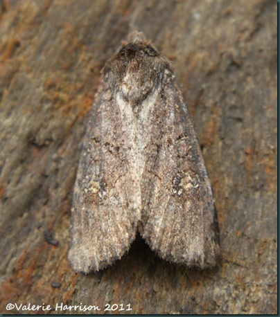 common-lesser-common-rustic (2)