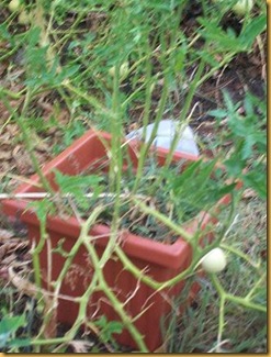 tomato plants all but eaten