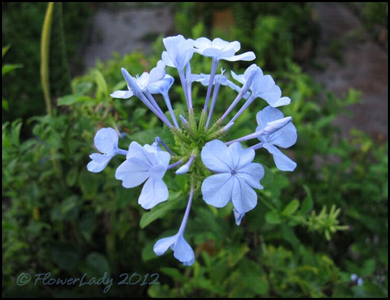 03-02-plumbago