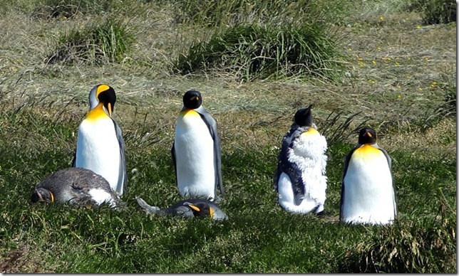 King_Penguins_DSC00996 King_Penguins_DSC00996