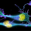 differentiating-neuronal-cells.jpg