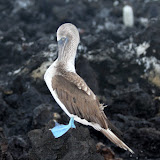 TintorerasParkInTheGalapagos TintorerasParkInTheGalapagos