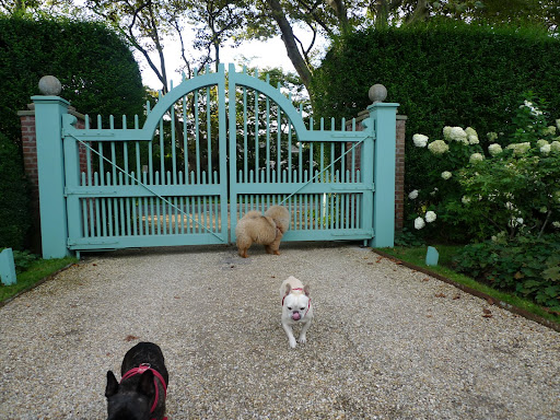 It looks like those Frenchies are tired of waiting.  I guess they're off to the kitchen for a snack.  Sharkey does look quite hungry.