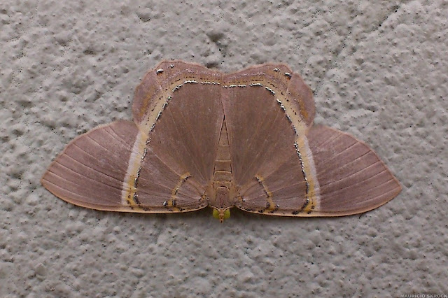 Geometridae : Ennominae : Phrygionis incolorata (PROUT, 1910). Environs de Curitiba, Paraná. 22 mai 2013. Photo : Mauricio Skrock