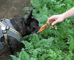 Oh, what beautiful baby carrots.  They also make great juice and they are loaded with beta-carotene.