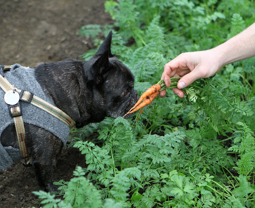 Oh, what beautiful baby carrots.  They also make great juice and they are loaded with beta-carotene.