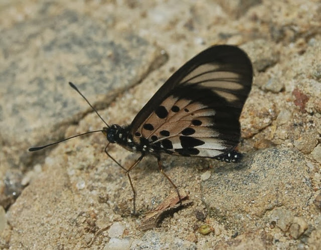 Acraea (Actinote) silia silia MABILLE, 1887, mâle, endémique. Parc national d’Andasibe-Mantadia, 900 m (Madagascar), 27 décembre 2013. Photo : T. Laugier