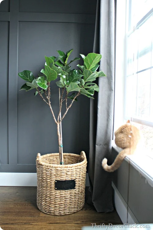 fiddle leaf tree