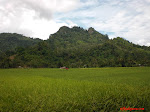 Sawah Bungus