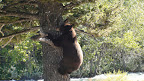 glacier_national_park_-_2009