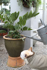 Let's start by giving this zamia a good watering.  Martha brought it back from Florida and it's a really neat plant.