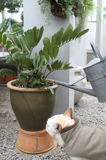 Let's start by giving this zamia a good watering.  Martha brought it back from Florida and it's a really neat plant.