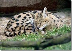 SavannahCat 3