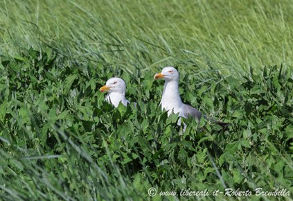 5_2014-05-21_Gabbiano reale_Delta Po (16)