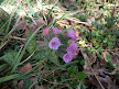 roadside orchids
