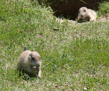 Baby Prairie Dogs