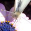 Mariposa de la col, Small Cabbage White