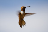Hummingbird - Capitol Reef National Park,Utah