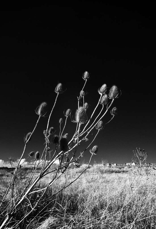 [The-Teasles-3%255B9%255D.jpg]
