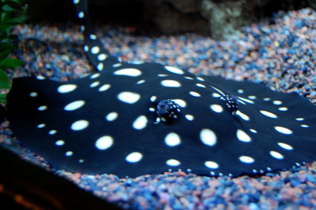 [aquarium19%255B2%255D.jpg]