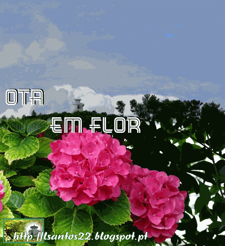 Ota em flor - 23.06.14 GIF Animado)