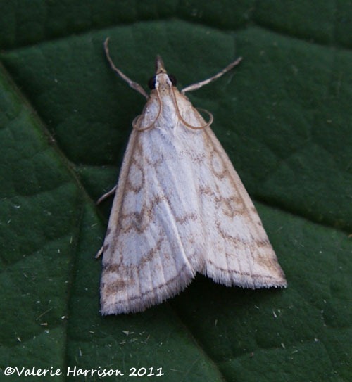 [Udea-lutealis2.jpg]