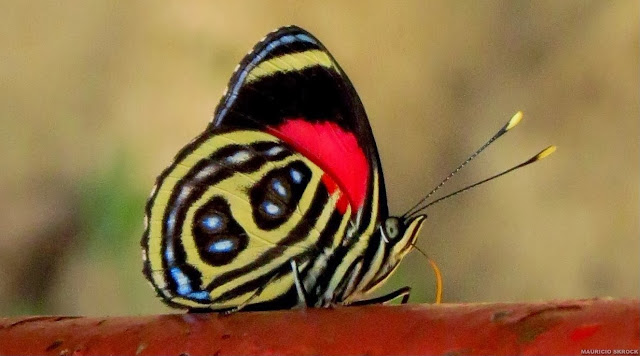 Callicore pygas pygas (GODART, [1824]). Environs de Curitiba (Paraná, Brésil), 21 décembre 2013. Photo : Mauricio Skrock