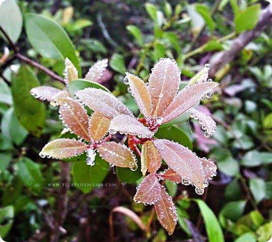 Dew-drops-(1) Dew-drops-(1)