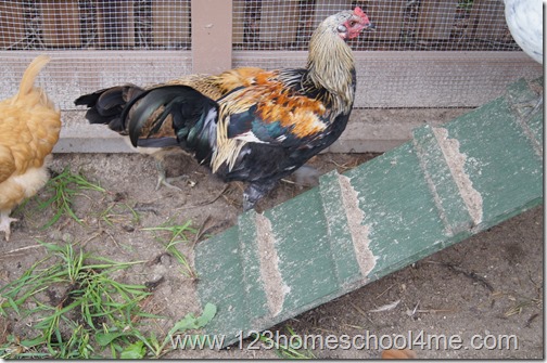 Backyard Chickens easter Egger Rooster Backyard Chickens easter Egger Rooster
