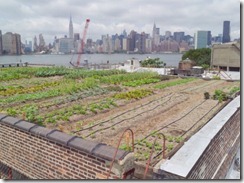 lucasfoglia_rooftopfarm_065