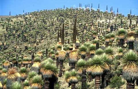 [puya%255B4%255D.jpg]