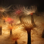 La série de photos suivante, la dernière de cet album de vacances (et oui les meilleures choses ont une fin), a été prise dans l'aquarium de Monterey.