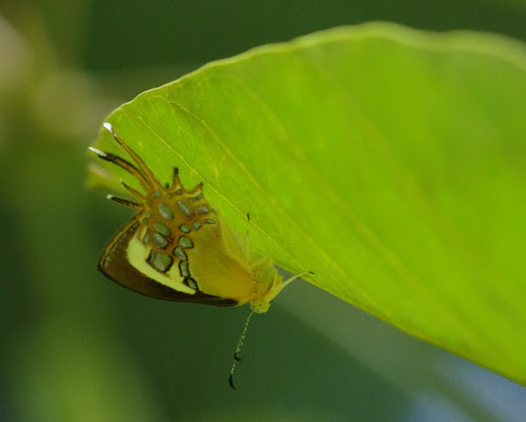 Helicopis cupido (LINNAEUS, 1758). Saut Athanase, 7 novembre 2012. Photo : J.-M. Gayman