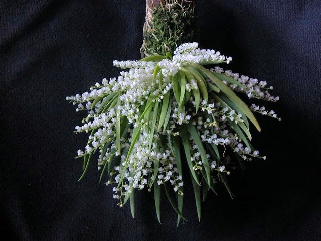 [OR%2520Ornithocephalus%2520gladiatus%255B3%255D.jpg]