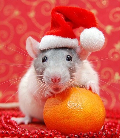 [rat-xmas%255B5%255D.jpg]