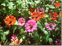 IMG_0236 IMG_0236