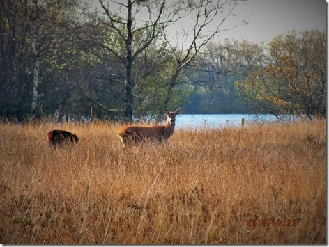 Red deer Chasewater 2013 (3) Red deer Chasewater 2013 (3)