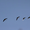 IMG_1183-1.JPG