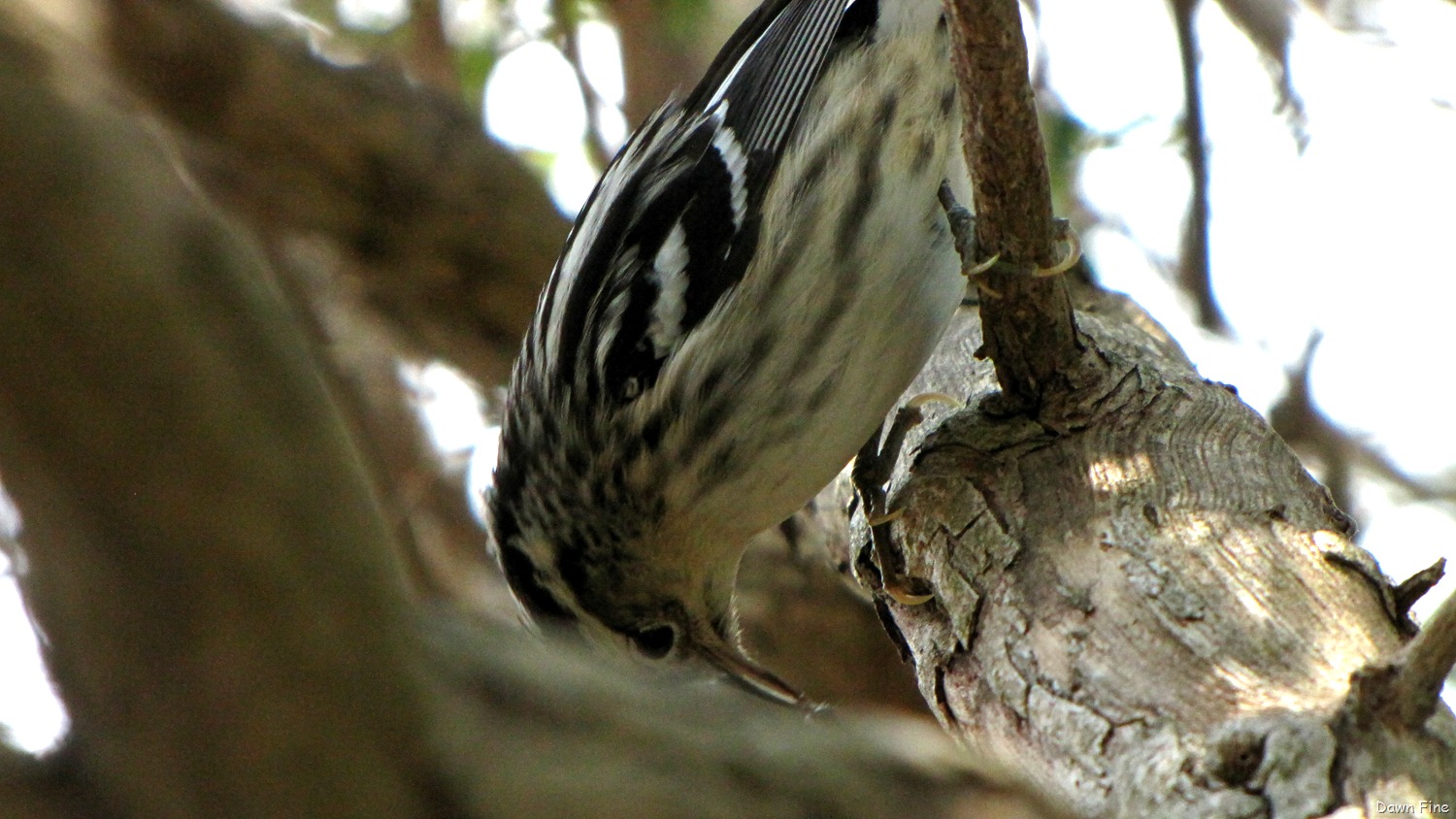 [Black-and-white-warbler-26.jpg]