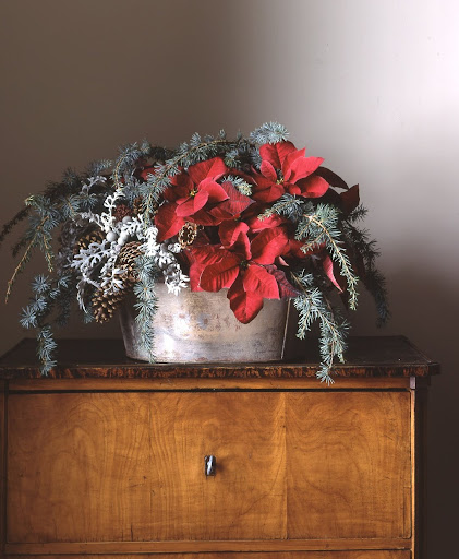 Most people think of them as potted plants, so poinsettias are pleasantly unexpected as cut flowers. We mixed 'Cortez Burgundy' with pinecones and blue atlas cedar branches and placed them in floral foam in a tole container. Snowy dusty miller completes the arrangement. Most people think of them as potted plants, so poinsettias are pleasantly unexpected as cut flowers. We mixed 'Cortez Burgundy' with pinecones and blue atlas cedar branches and placed them in floral foam in a tole container. Snowy dusty miller completes the arrangement.