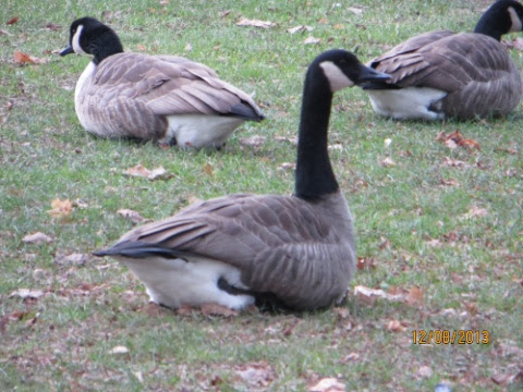 IMG_2167.jpg IMG 2167