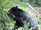 glacier_national_park_-_2009